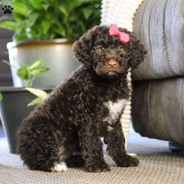 Dinah, Portuguese Water Dog Puppy