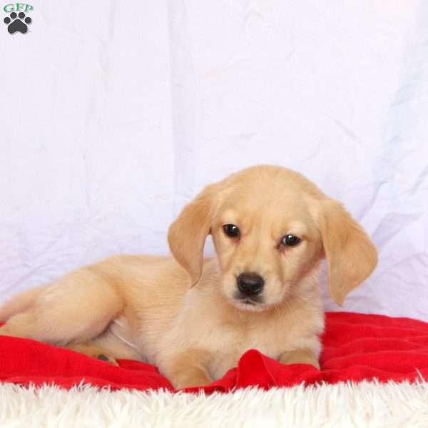 Dixie, Golden Labrador Puppy