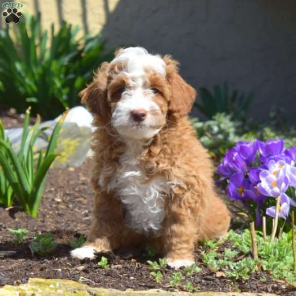Dixon, Mini Goldendoodle Puppy