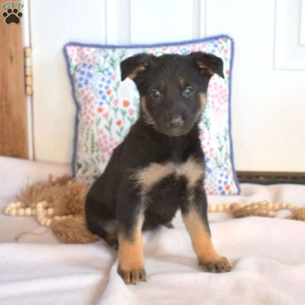 Dolly, German Shepherd Puppy