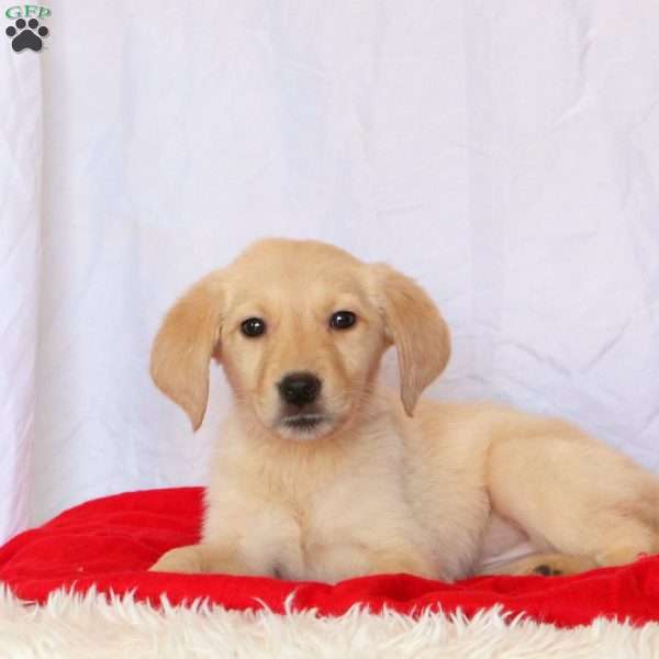 Dolly, Golden Labrador Puppy