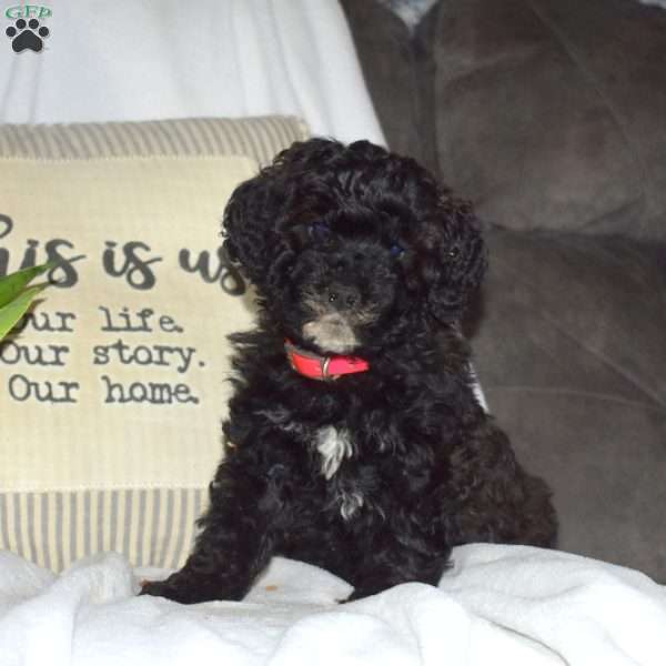 Dolly, Mini Bernedoodle Puppy