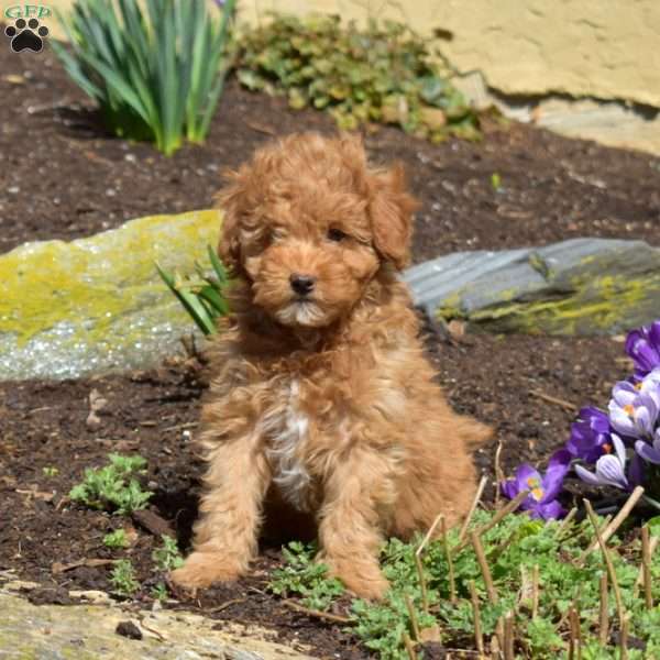 Dolly, Mini Goldendoodle Puppy