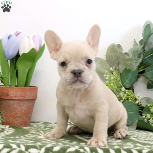 Dora, French Bulldog Puppy