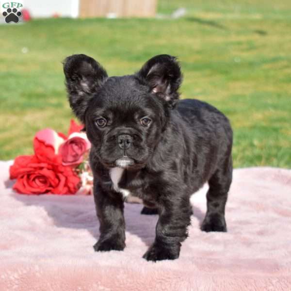 Dorothy, French Bulldog Puppy