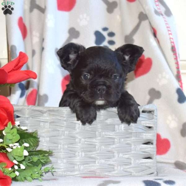 Dorothy, French Bulldog Puppy