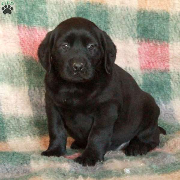 Dottie, Black Labrador Retriever Puppy