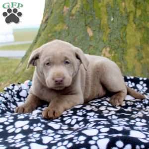 Greenfield puppies silver store labs