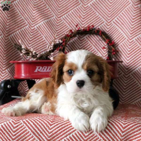 Drew, Cavalier King Charles Spaniel Puppy
