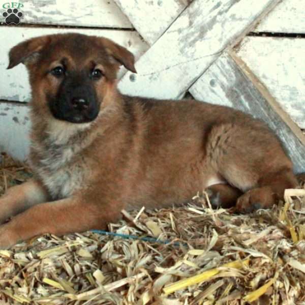 Duchess, German Shepherd Puppy
