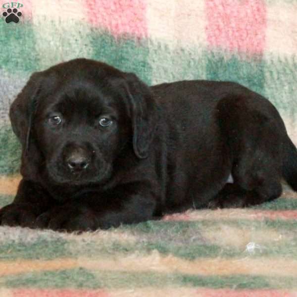 Duchess, Black Labrador Retriever Puppy