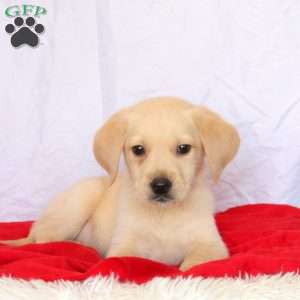 Golden retriever and lab mix best sale for sale