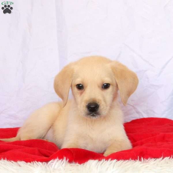 Duke, Golden Labrador Puppy