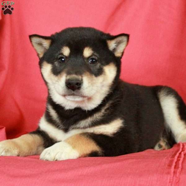 Duke, Shiba Inu Puppy