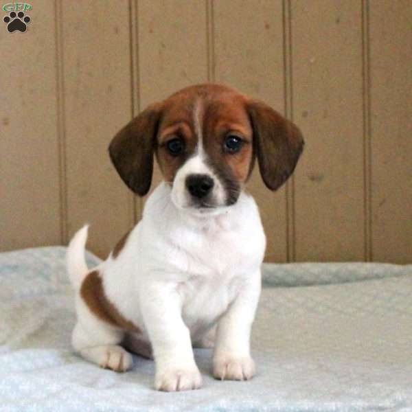 Duke, Beagle Mix Puppy