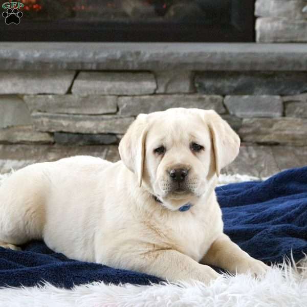Duncan, Yellow Labrador Retriever Puppy