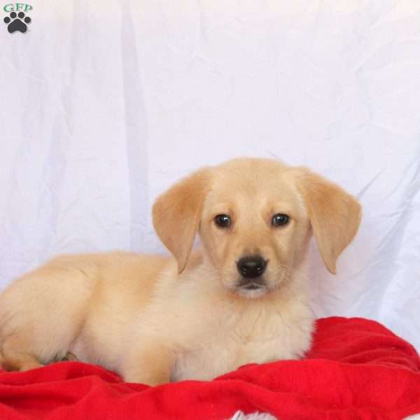 Duncan, Golden Labrador Puppy