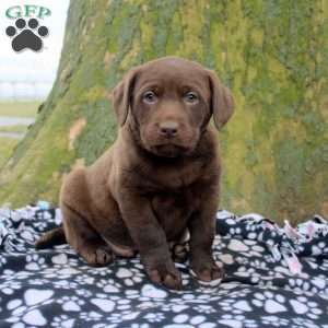Dustin, Chocolate Labrador Retriever Puppy