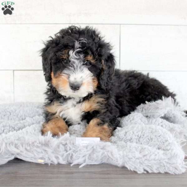 Dylan, Mini Bernedoodle Puppy