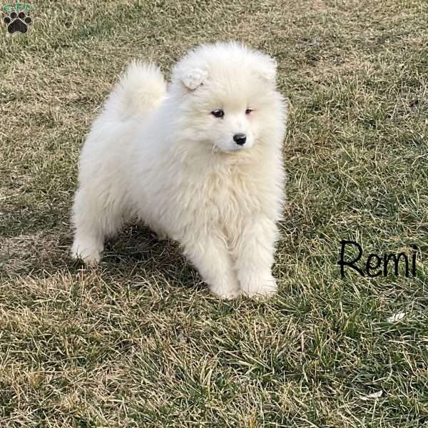 Remi, Samoyed Puppy