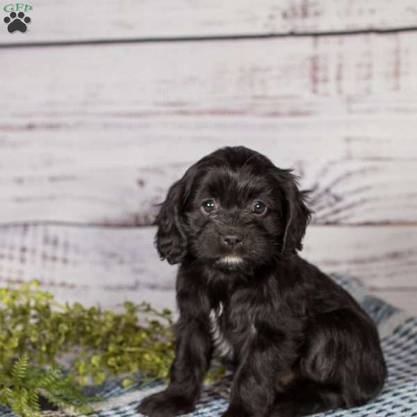 Twinkles, Cavapoo Puppy