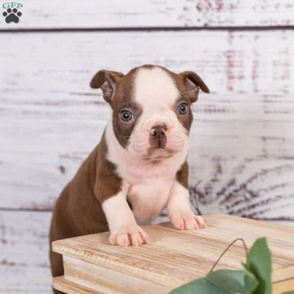 Fredo, Boston Terrier Puppy