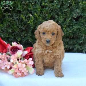Echo – F1BB, Mini Goldendoodle Puppy