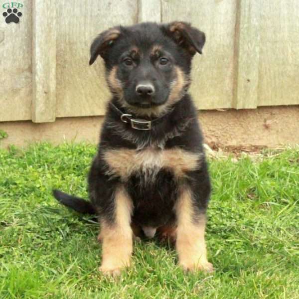 Echo, German Shepherd Puppy
