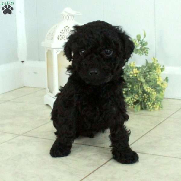 Echo, Miniature Poodle Puppy