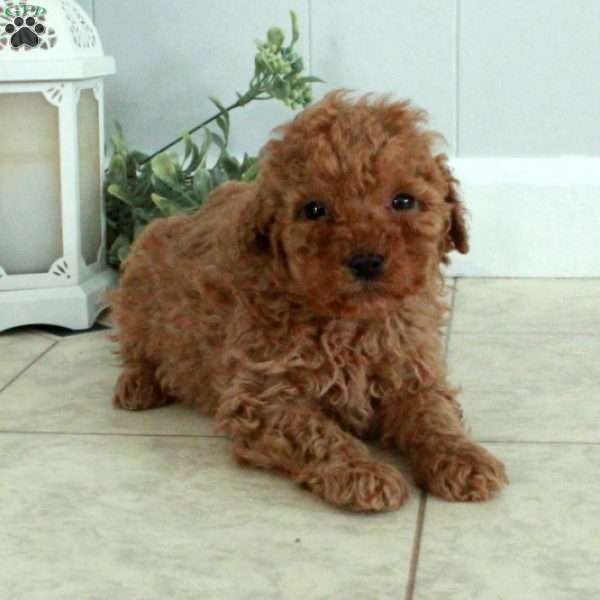 Eddie, Miniature Poodle Puppy