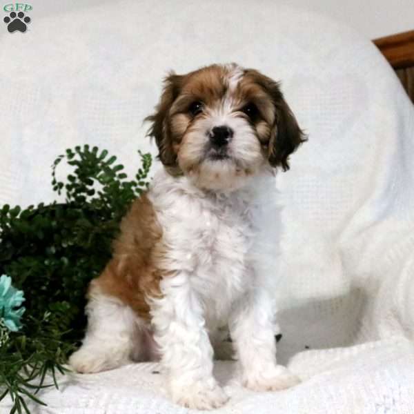 Eddy, Cavachon Puppy