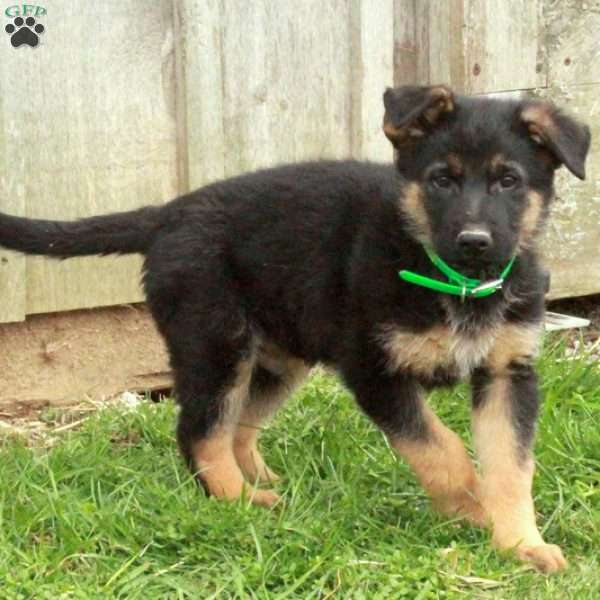 Edgar, German Shepherd Puppy