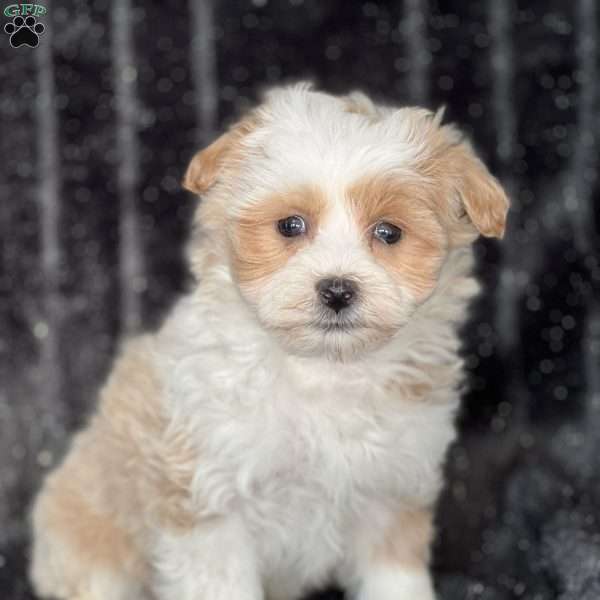 Edison, Maltipoo Puppy