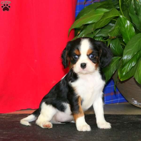 Ella, Cavalier King Charles Spaniel Puppy