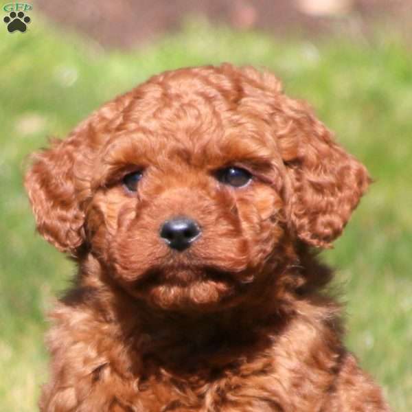 Elmer, Mini Goldendoodle Puppy