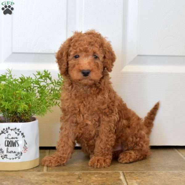 Elvin, Miniature Poodle Puppy