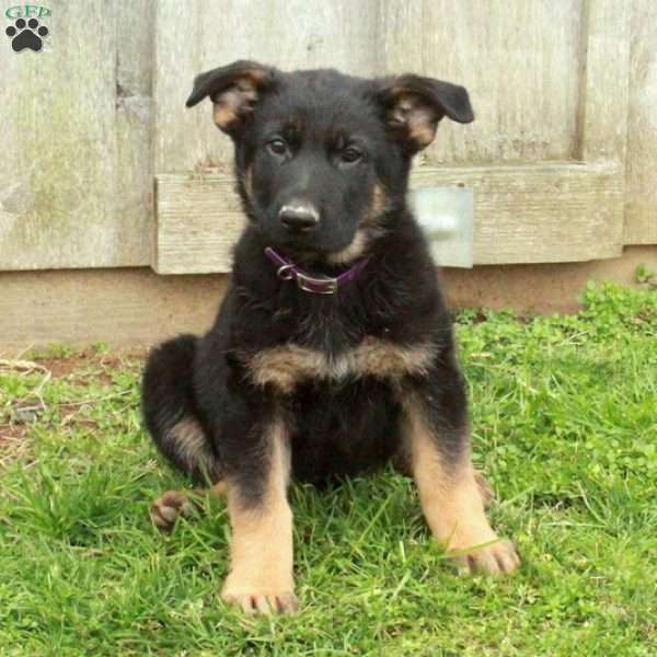 Elvis, German Shepherd Puppy
