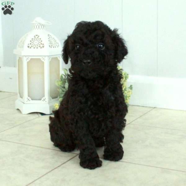 Elvis, Miniature Poodle Puppy