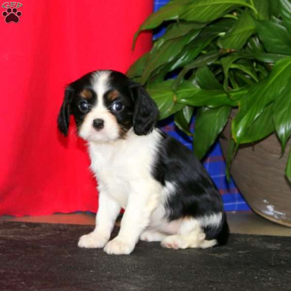 Emily, Cavalier King Charles Spaniel Puppy