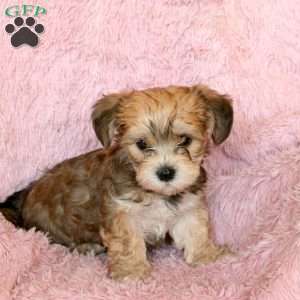 Havashire puppies for hot sale sale