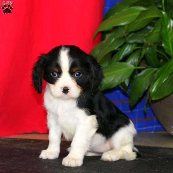 Emma, Cavalier King Charles Spaniel Puppy