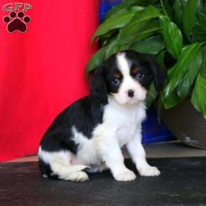 Emma, Cavalier King Charles Spaniel Puppy