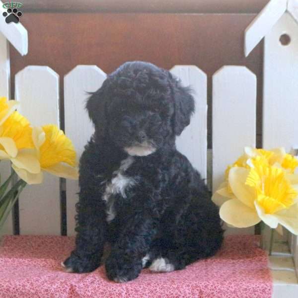 Eric, Toy Poodle Mix Puppy