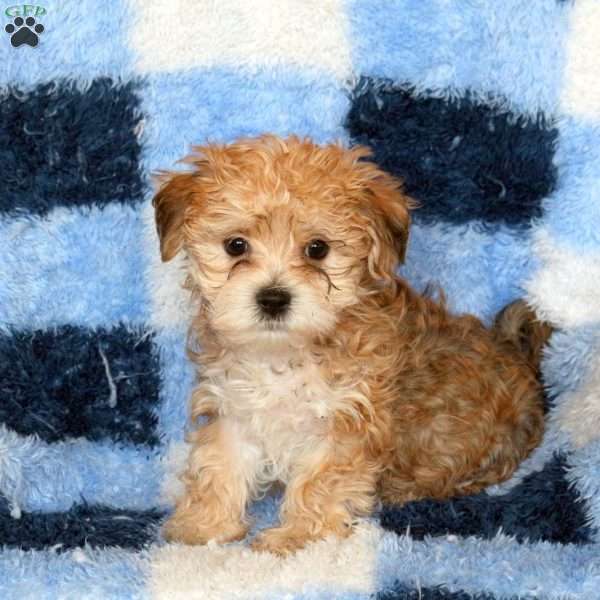 Ernie, Havashire Puppy