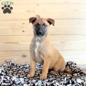 White belgian malinois for hot sale sale