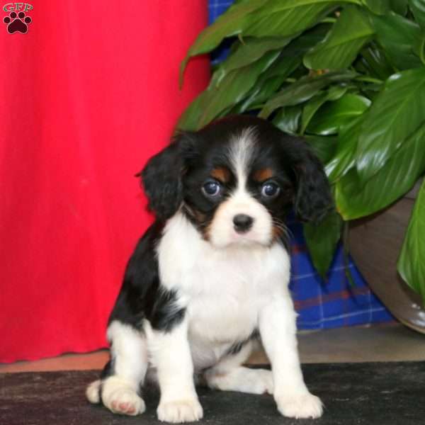 Esther, Cavalier King Charles Spaniel Puppy