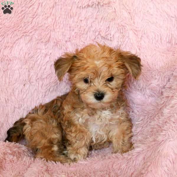 Evelyn, Havashire Puppy