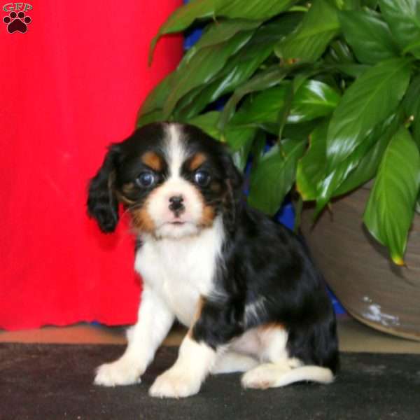Evie, Cavalier King Charles Spaniel Puppy