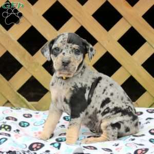 Catahoula english best sale bulldog mix