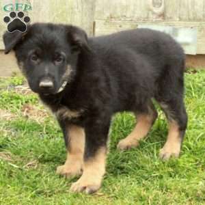 Ezra, German Shepherd Puppy